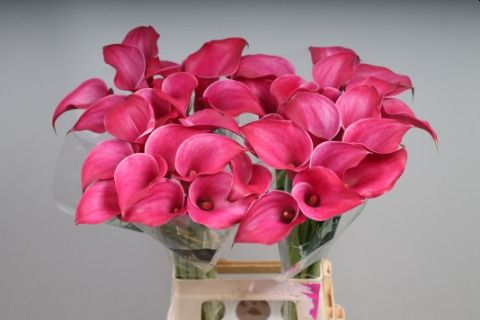 Calla Pink Jewel - Zantedeschia