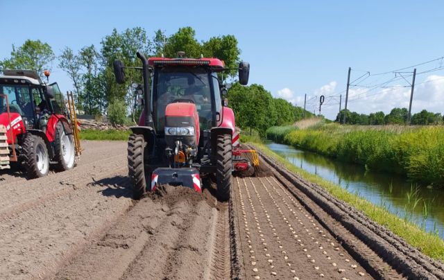 Agriko calla knollen bloementeelt planten