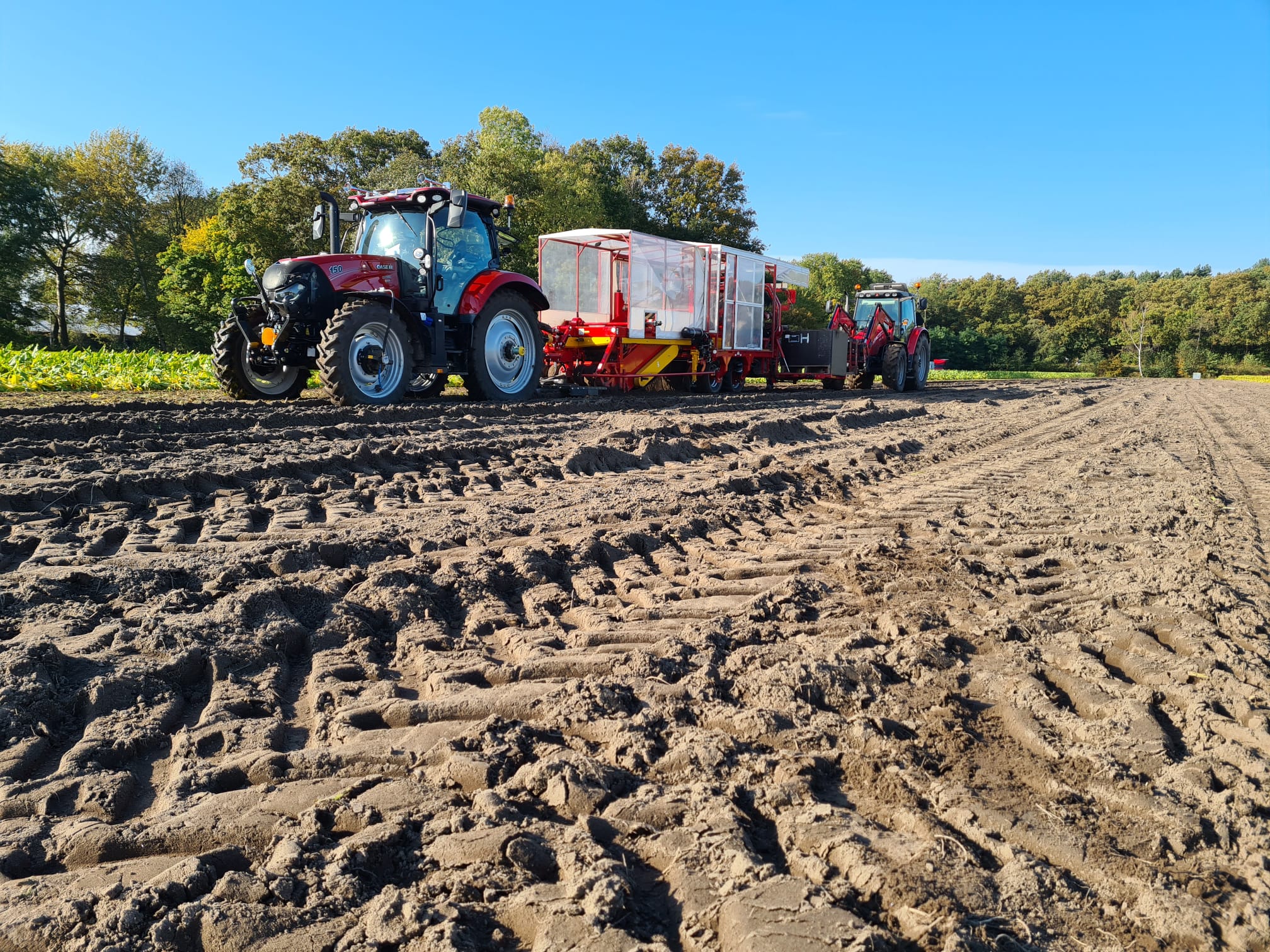 Agriko zantedeschia tuber harvesting 2021