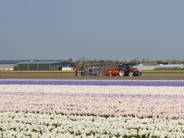 Agriko-planting-between-spring-flowers