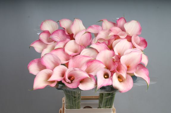 Calla Blushing Lady