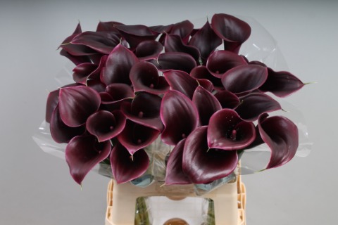 Calla Cantor - Zantedeschia