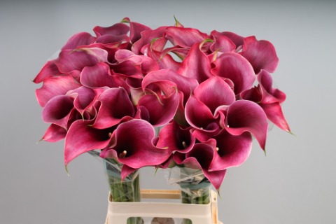 Calla Captain Promise - Zantedeschia