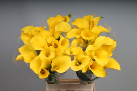 Calla Goldcup - Zantedeschia