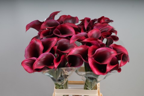 Calla Rudolf - Zantedeschia