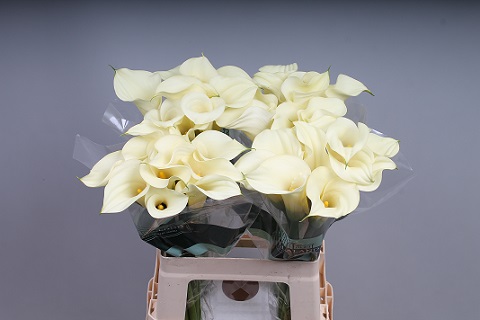 Calla Snowstar - Zantedeschia