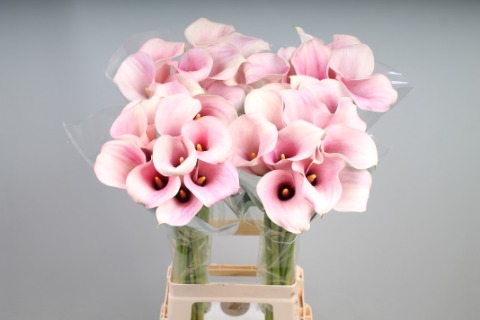 Calla Captain Rosette - Zantedeschia