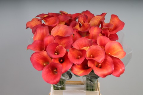 Calla Captain Trinity - Zantedeschia