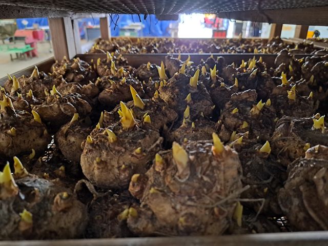 Calla tubers ready for planting