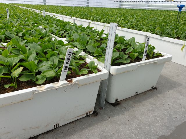 Calla youngplants at Agriko glasshouse