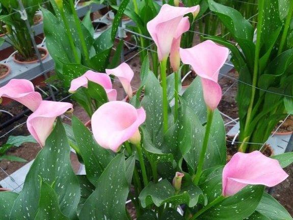 Calla Candyfloss