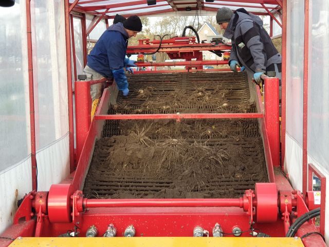 Harvesting calla tubers at Agriko