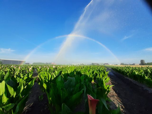 Spraying callaland 