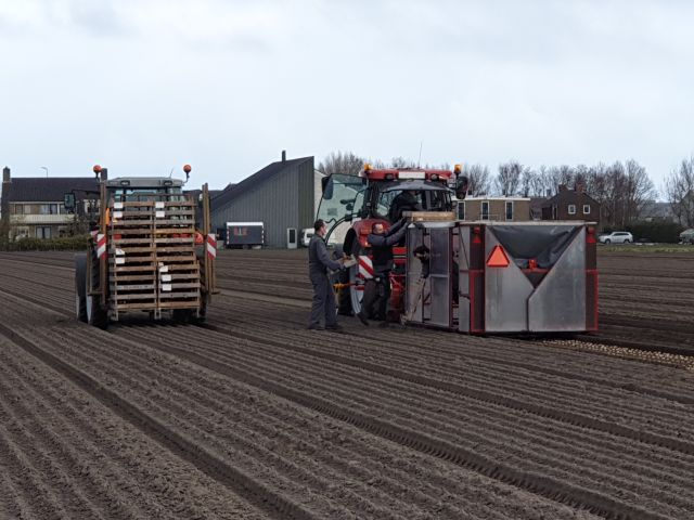 Planting zantedeschia tubers on the land Agriko