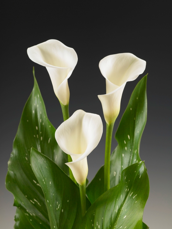 Calla White Ideal Zantedeschia