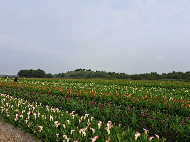 Zantedeschia flowers on the field