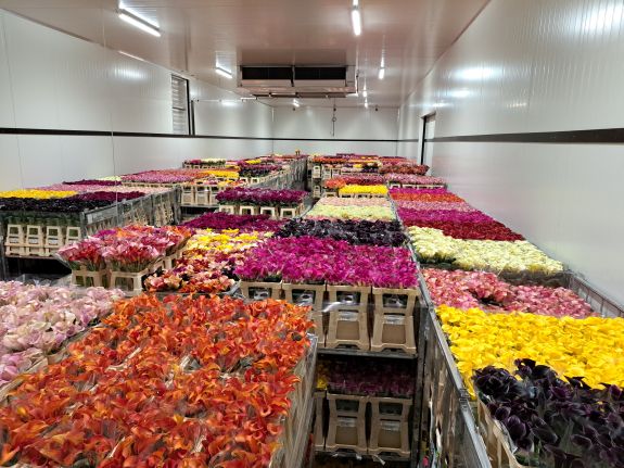 Calla's from Kallaland in cooling for customers